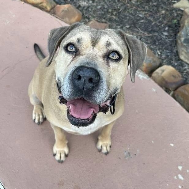 Monte, Adoptable, Adult Male Pit Bull Terrier & Boxer.