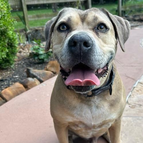 Monte, a Adoptable mixed breed in Cedar Rapids, IA image 1/5