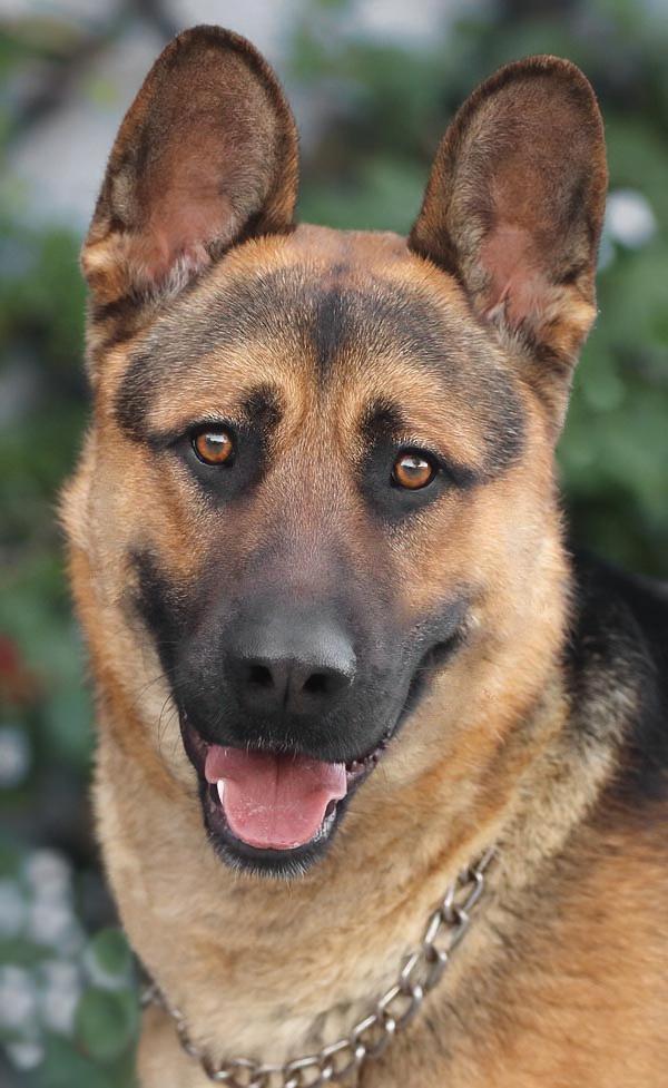 Enlarge Mario von Borod, a Adoptable mixed breed in Los Angeles, CA image 1/6