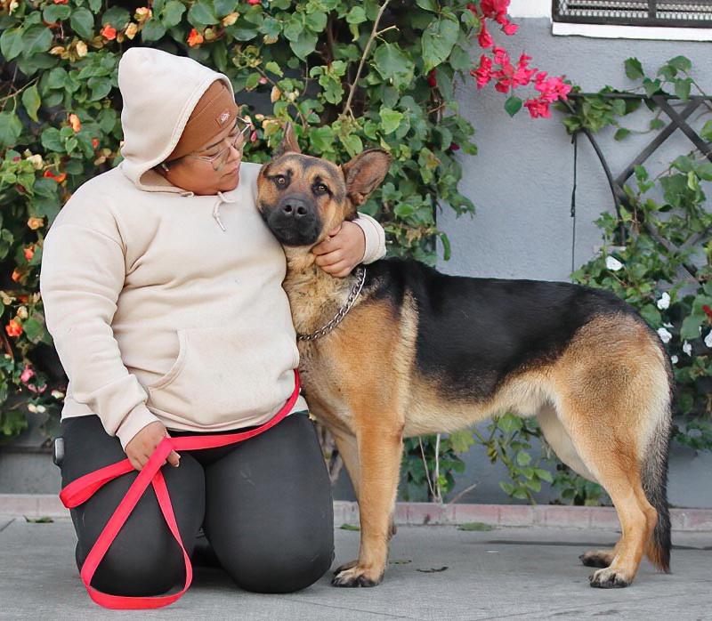 Enlarge Mario von Borod, a Adoptable mixed breed in Los Angeles, CA image 2/6