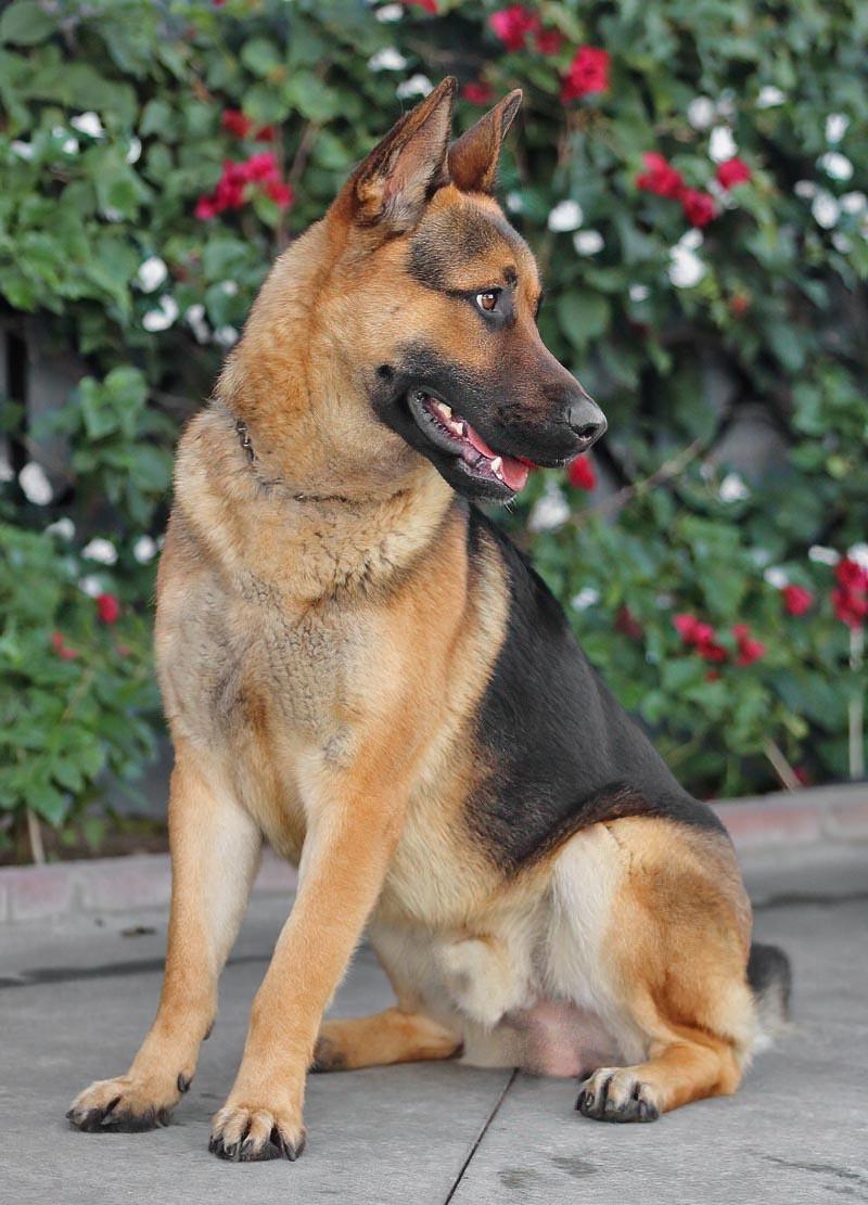 Enlarge Mario von Borod, a Adoptable mixed breed in Los Angeles, CA image 4/6