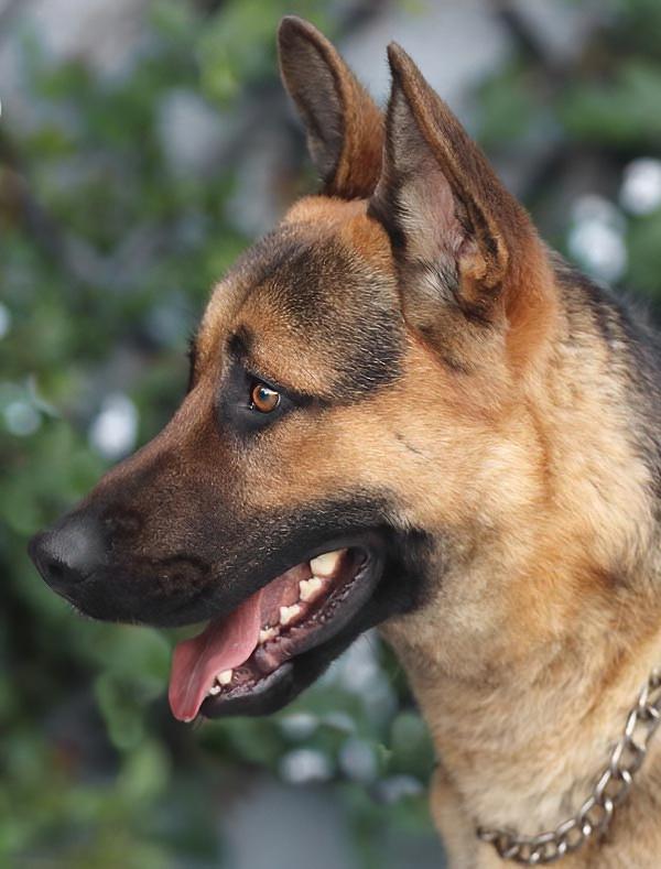 Enlarge Mario von Borod, a Adoptable mixed breed in Los Angeles, CA image 3/6