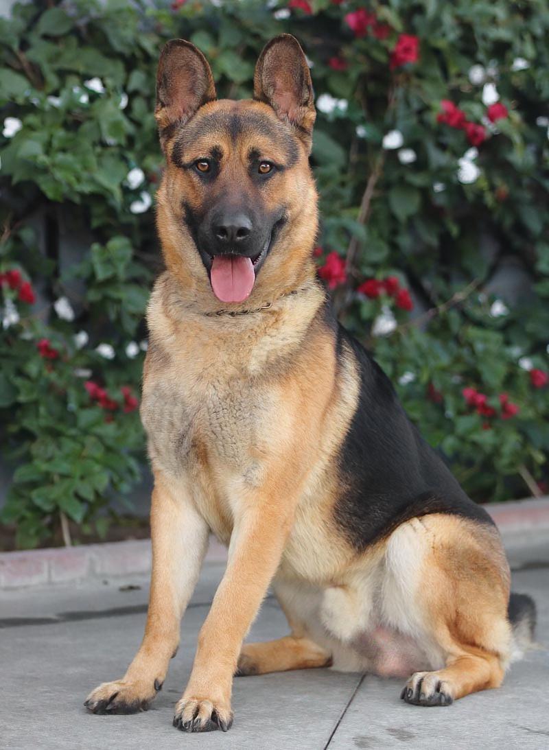 Enlarge Mario von Borod, a Adoptable mixed breed in Los Angeles, CA image 5/6