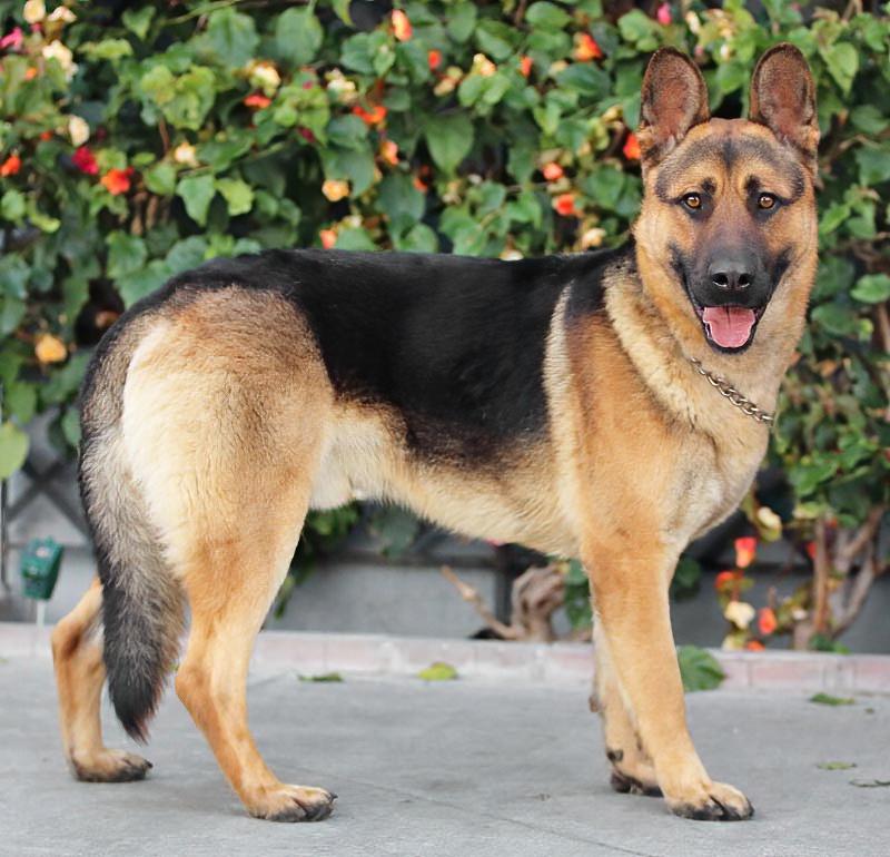 Enlarge Mario von Borod, a Adoptable mixed breed in Los Angeles, CA image 6/6