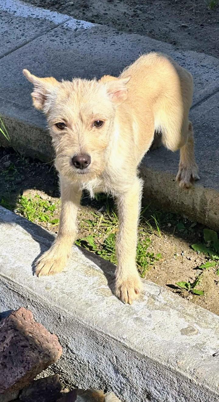 Enlarge Gorda, a ADOPTABLE Border Terrier in Chula Vista, CA image 2/6