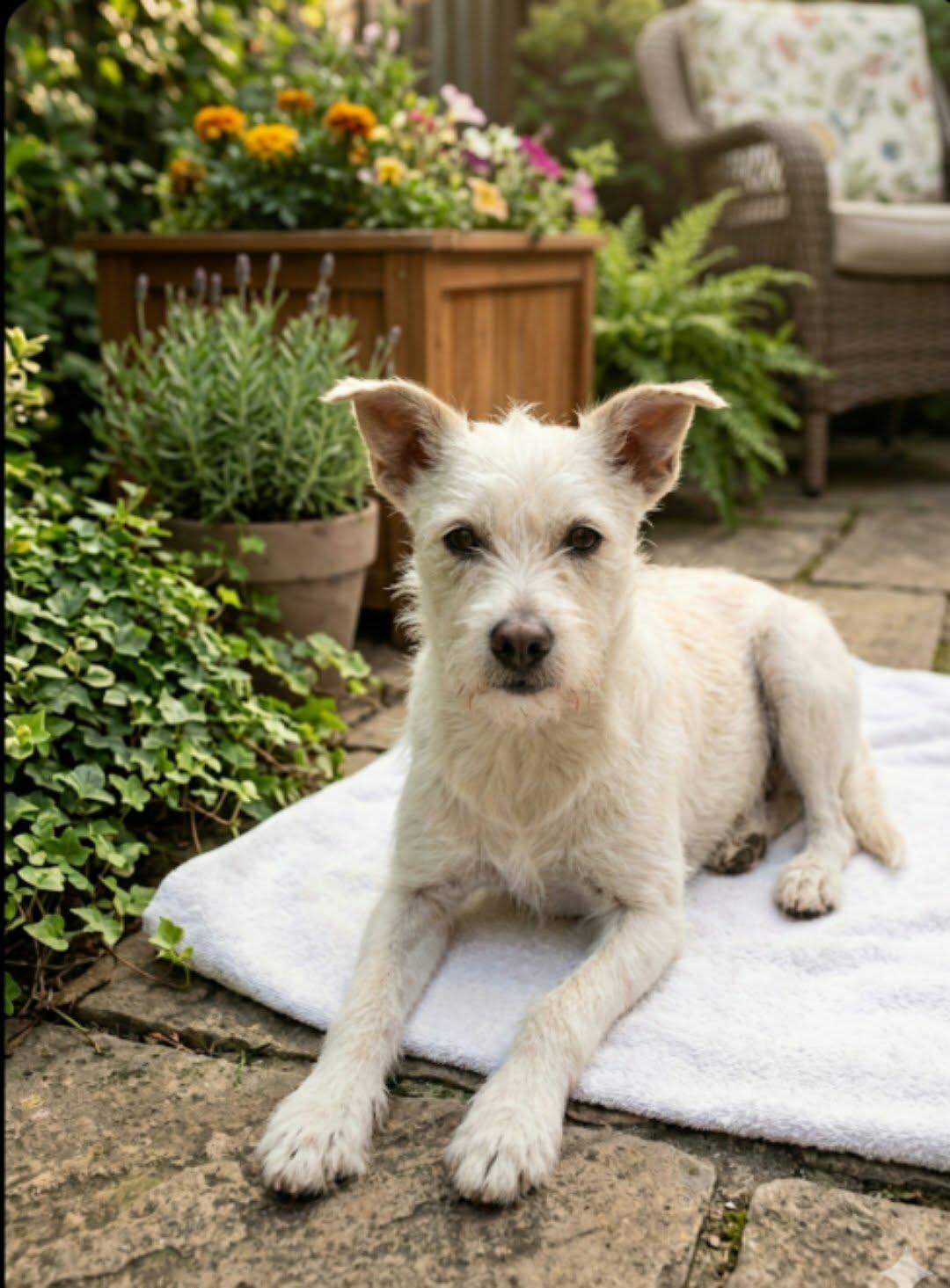 Enlarge Gorda, a ADOPTABLE Border Terrier in Chula Vista, CA image 5/5
