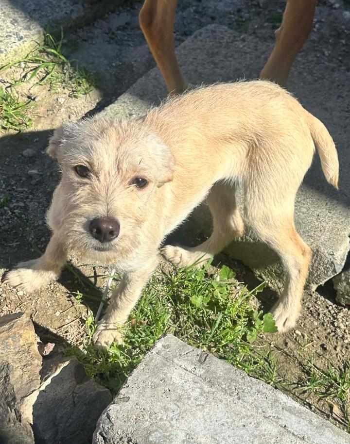 Gorda, ADOPTABLE, Puppy Female Border Terrier.