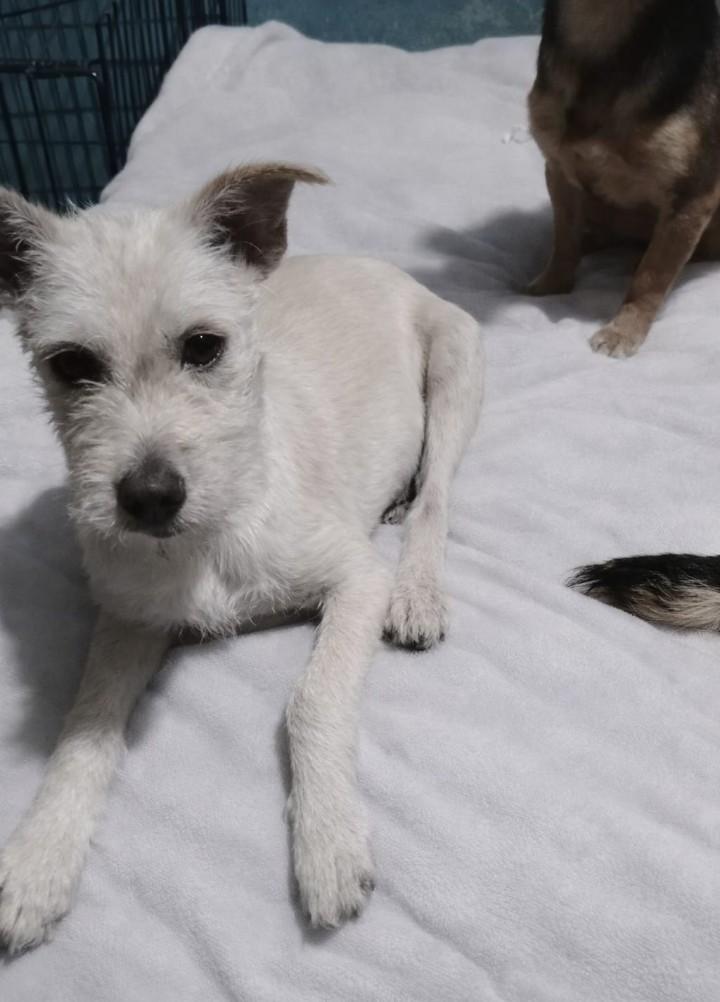Enlarge Gorda, a ADOPTABLE Border Terrier in Chula Vista, CA image 3/6