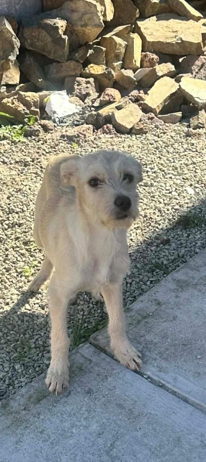 Enlarge Gorda, a ADOPTABLE Border Terrier in Chula Vista, CA image 5/6