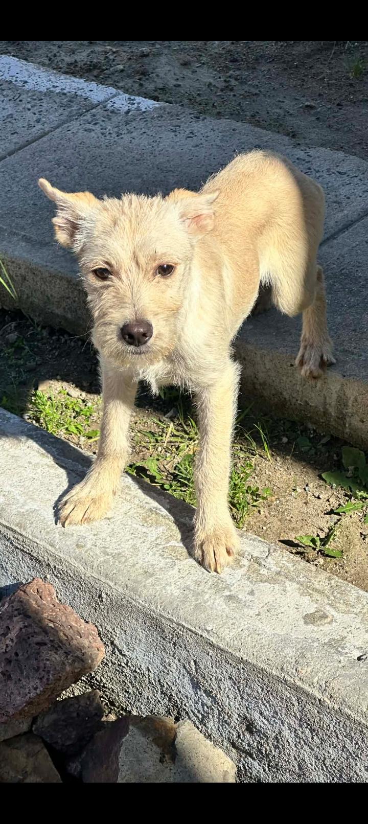 Enlarge Gorda, a ADOPTABLE Border Terrier in Chula Vista, CA image 4/6