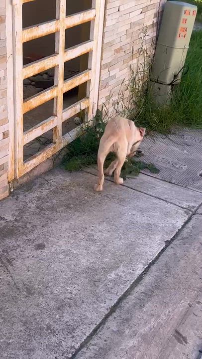 Enlarge Gorda, a ADOPTABLE Border Terrier in Chula Vista, CA video 6/6