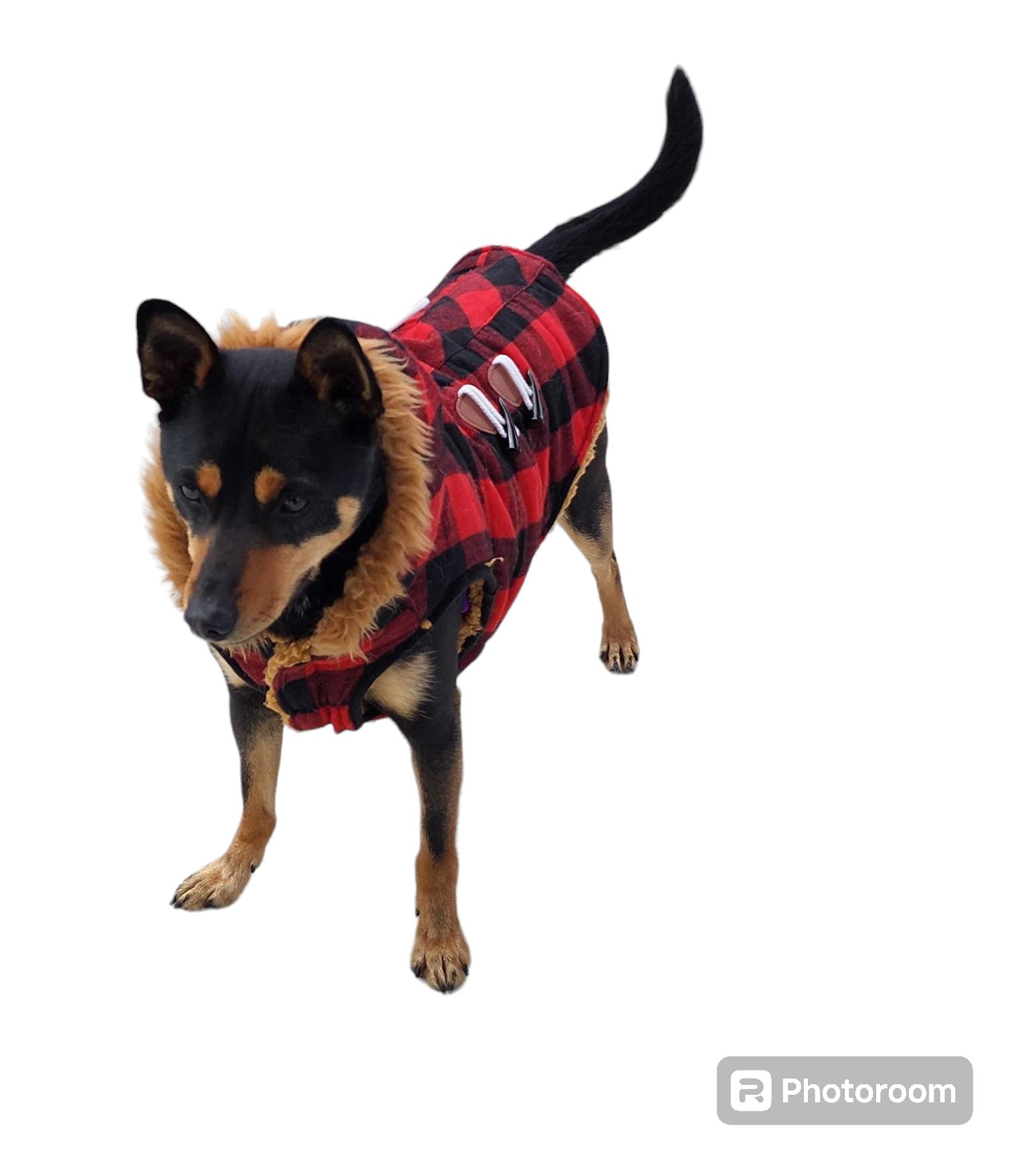 Enlarge Macquire, a Adoptable mixed breed in Seaford, DE image 1/3