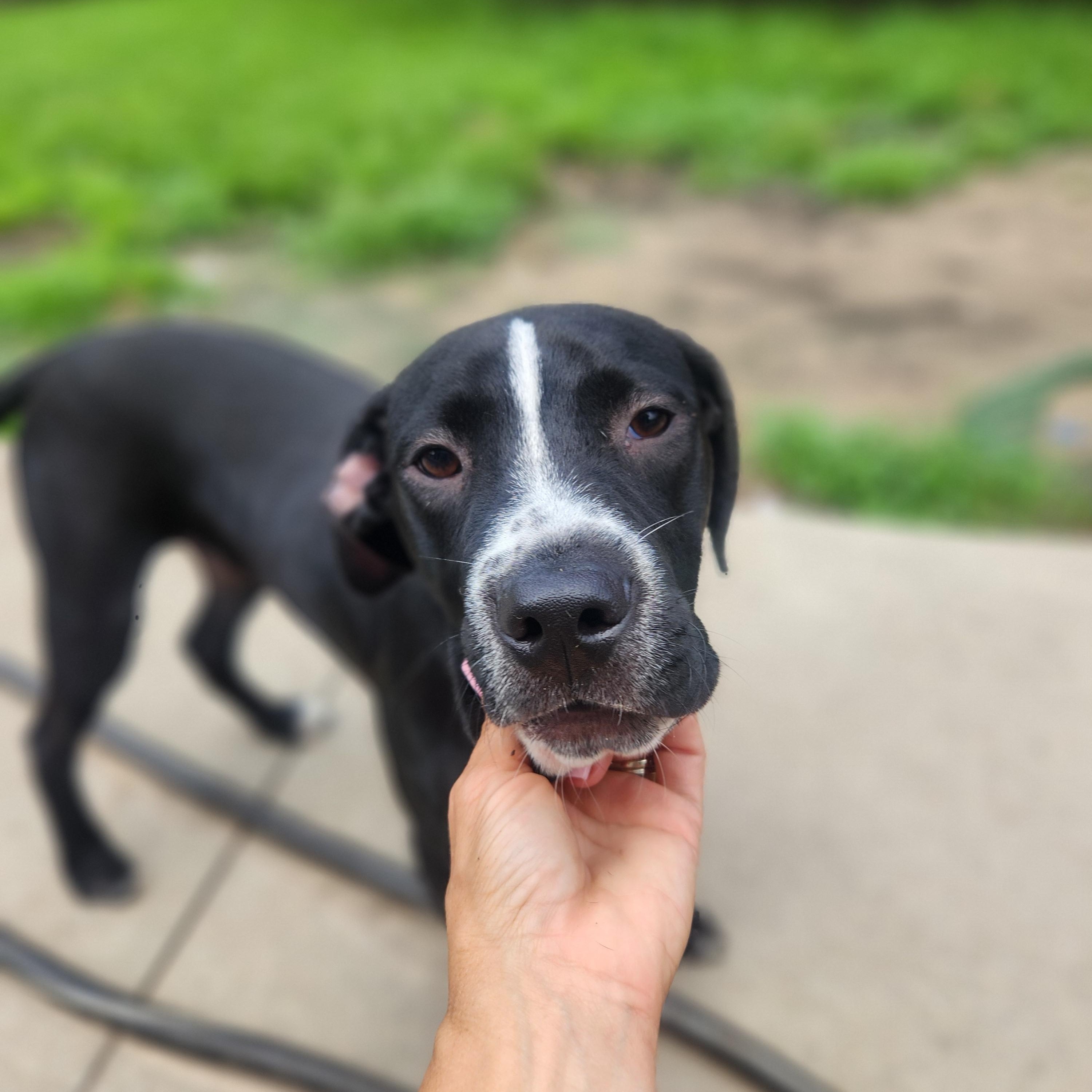 Enlarge Rocket, a Adoptable mixed breed in Beaufort, NC image 3/6