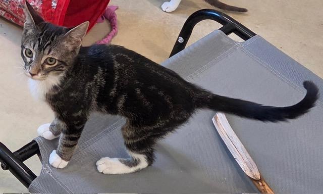 Purnana, an adopted Domestic Short Hair in Henrietta, TX image 2/3