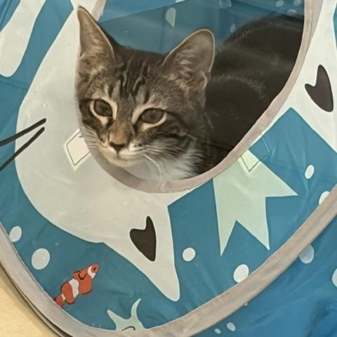 Purnana, adopted, Young Female Domestic Short Hair.