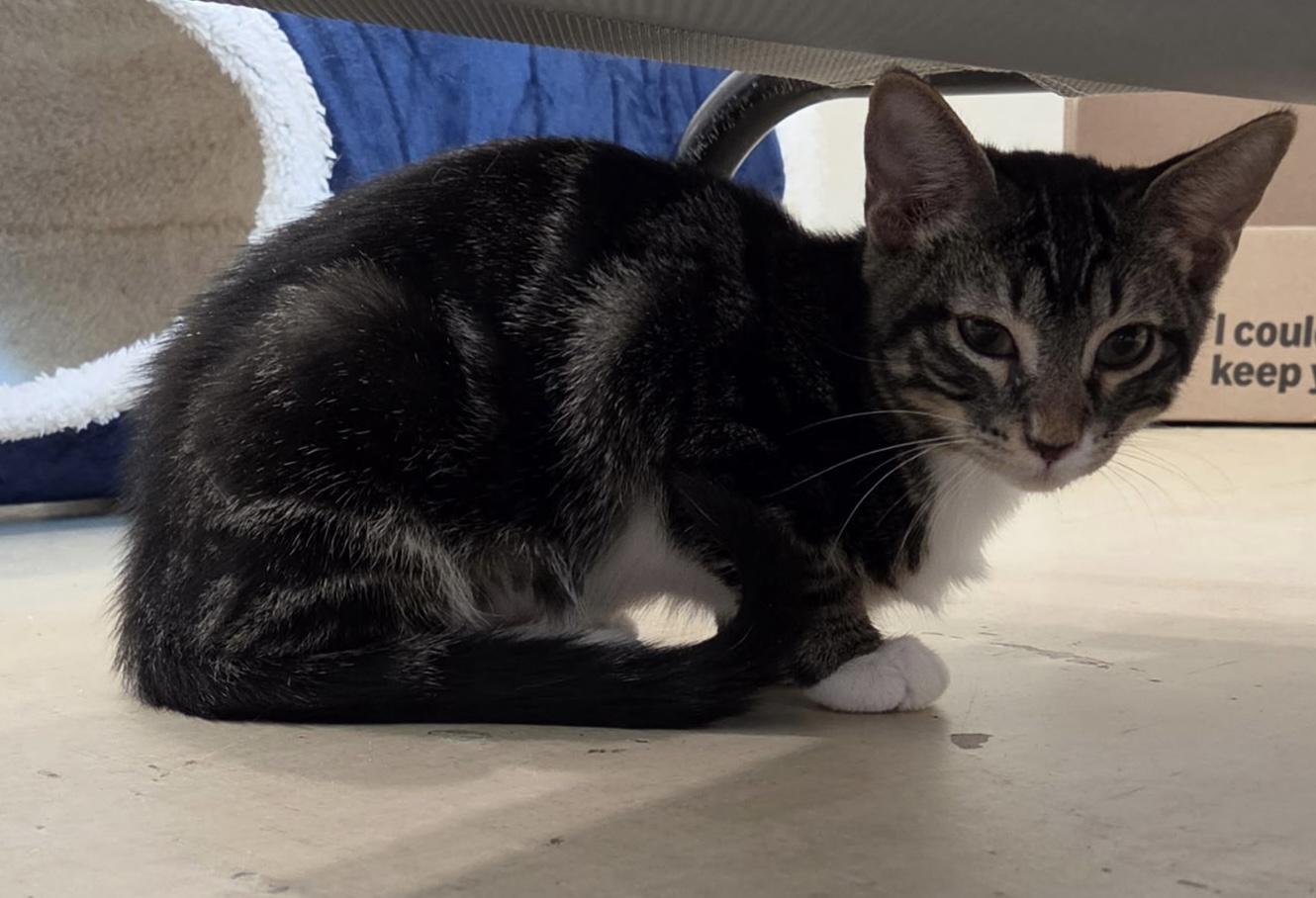 Purnana, an adopted Domestic Short Hair in Henrietta, TX image 3/3