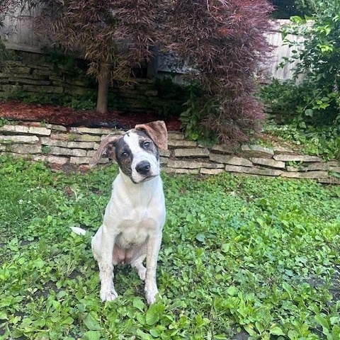 Lilac, a ADOPTABLE mixed breed in Racine, WI image 1/3