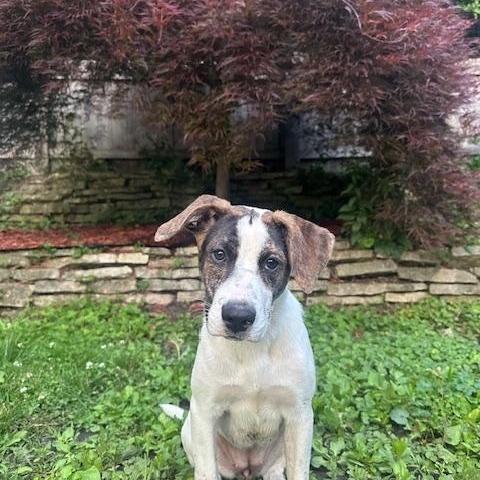 Lilac, a ADOPTABLE mixed breed in Racine, WI image 2/3