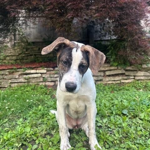 Lilac, a ADOPTABLE mixed breed in Racine, WI image 3/3