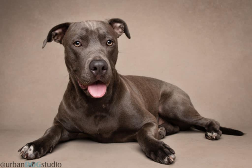 Madison - F, a Adoptable mixed breed in Tampa, FL image 1/3