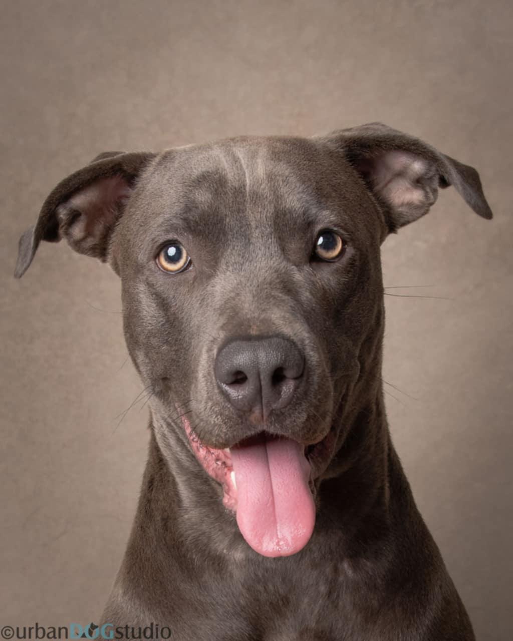 Madison - F, a Adoptable mixed breed in Tampa, FL image 2/3