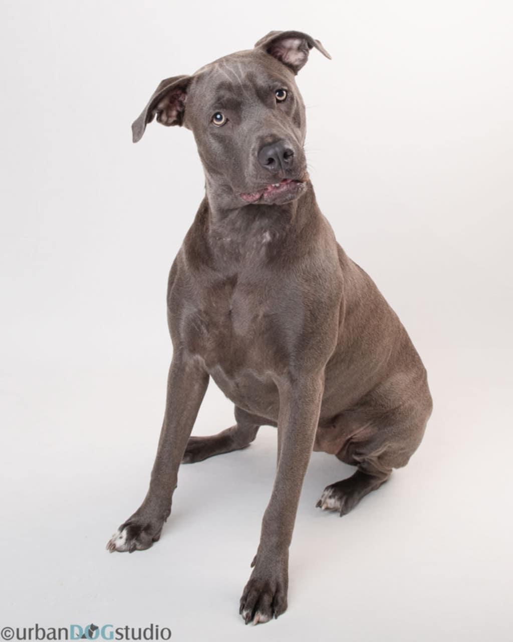 Madison - F, a Adoptable mixed breed in Tampa, FL image 3/3
