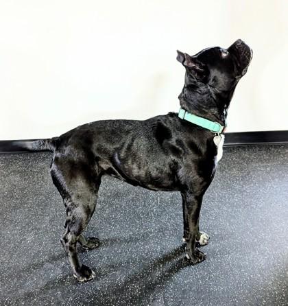 Enlarge Peppermint, a Adoptable mixed breed in Portola, CA image 1/2