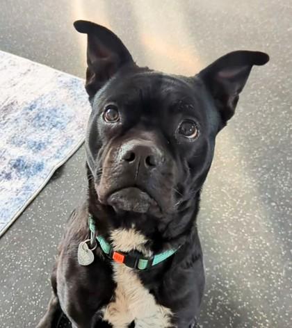 Enlarge Peppermint, a Adoptable mixed breed in Portola, CA image 2/2