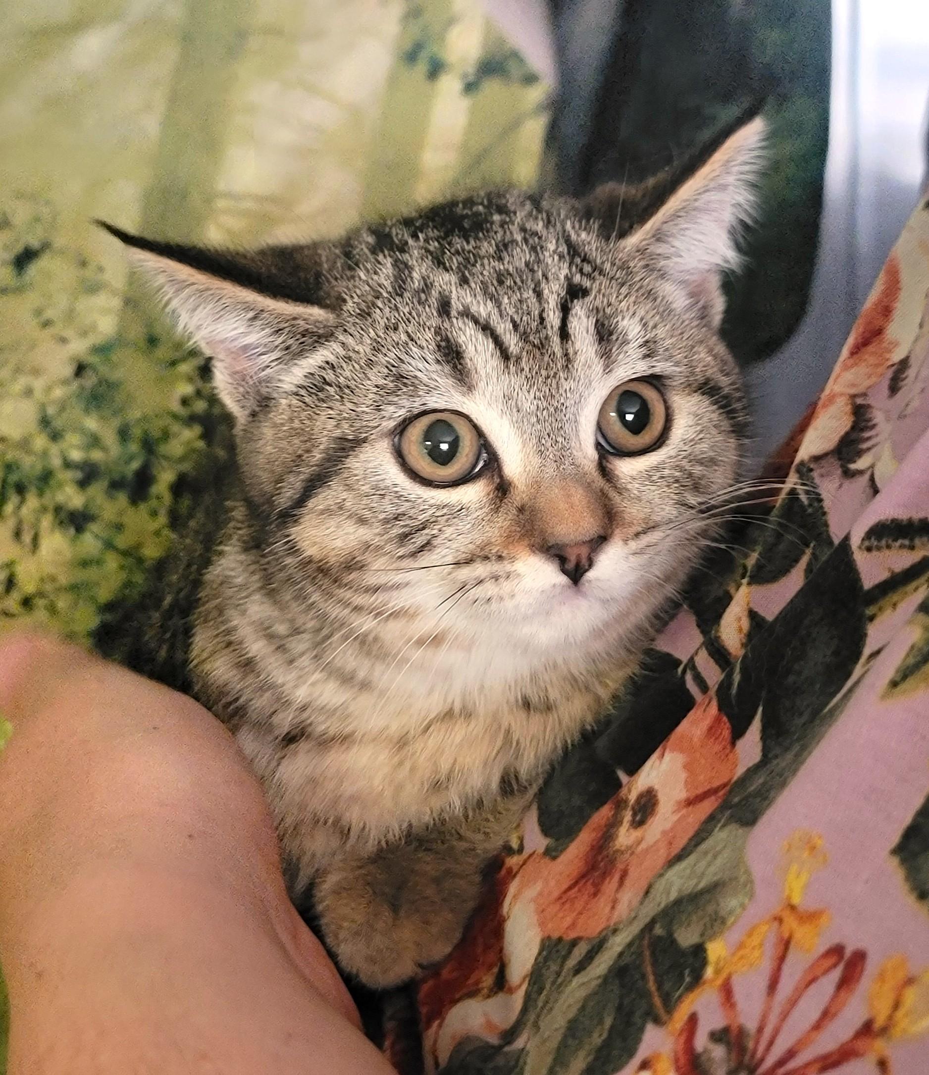 Enlarge Felicia, a ADOPTABLE Domestic Short Hair in Washoe Valley, NV image 1/1