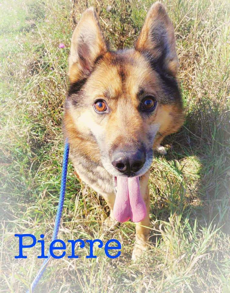 Pierre photo 2