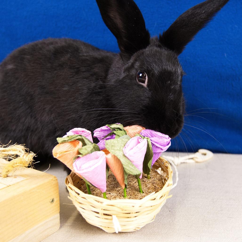 Enlarge Owala, a Adoptable American in Newport, PA image 1/3