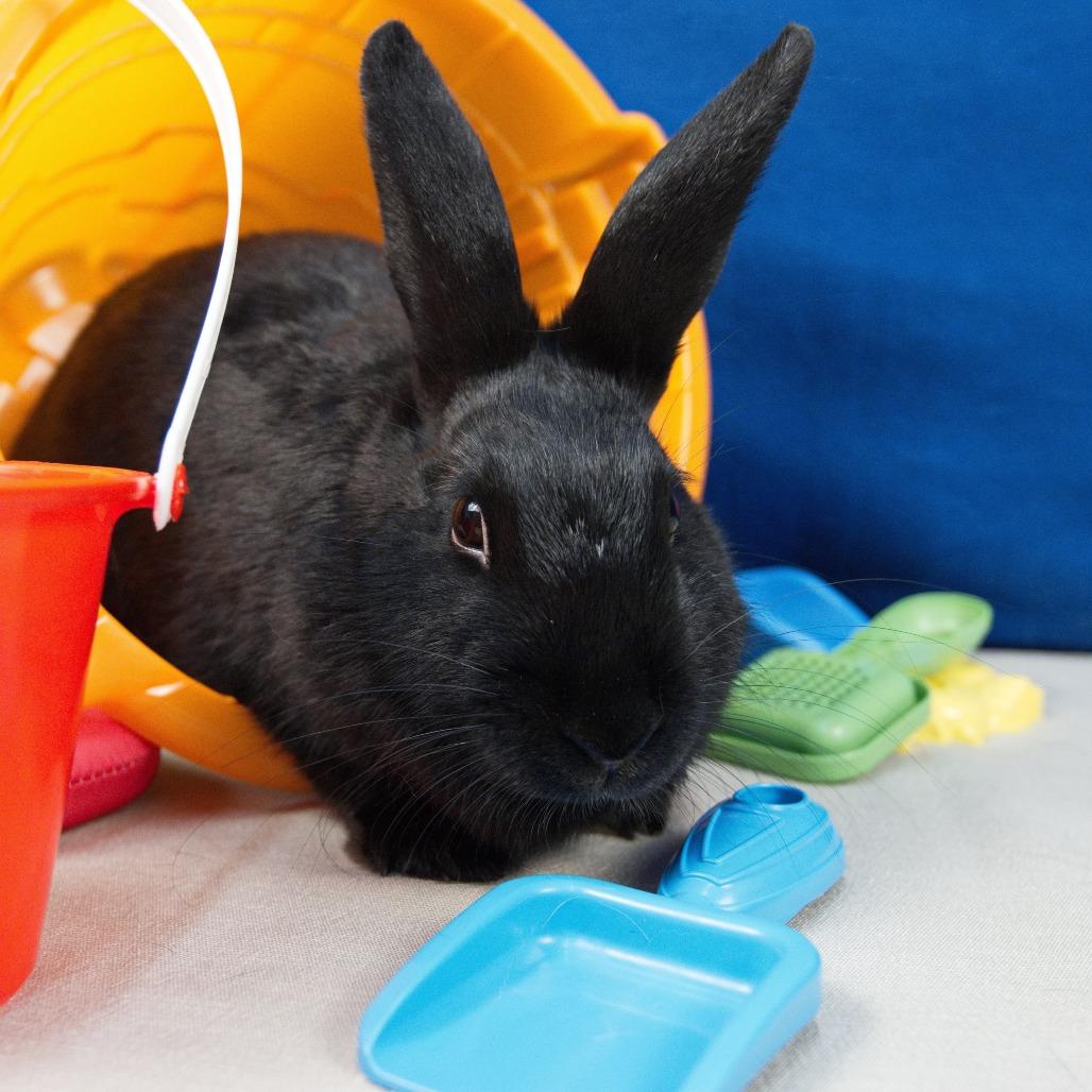 Enlarge Owala, a Adoptable American in Newport, PA image 2/3