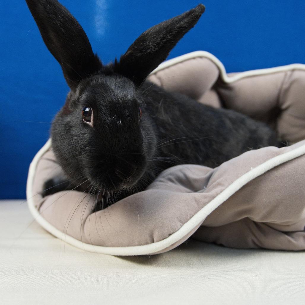 Enlarge Owala, a Adoptable American in Newport, PA image 3/3