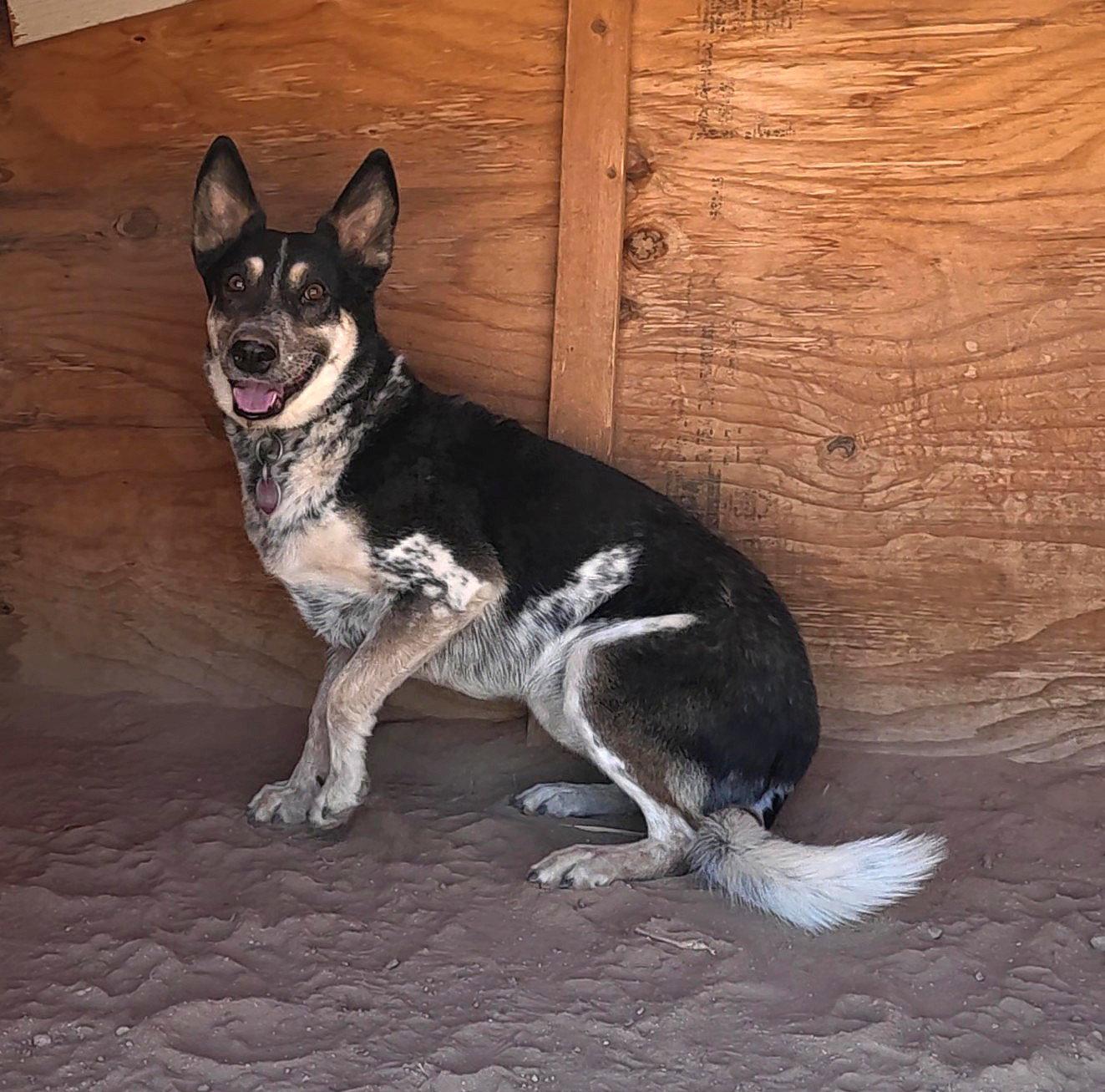 Charlie, Adoptable, Adult Male Australian Cattle Dog / Blue Heeler.