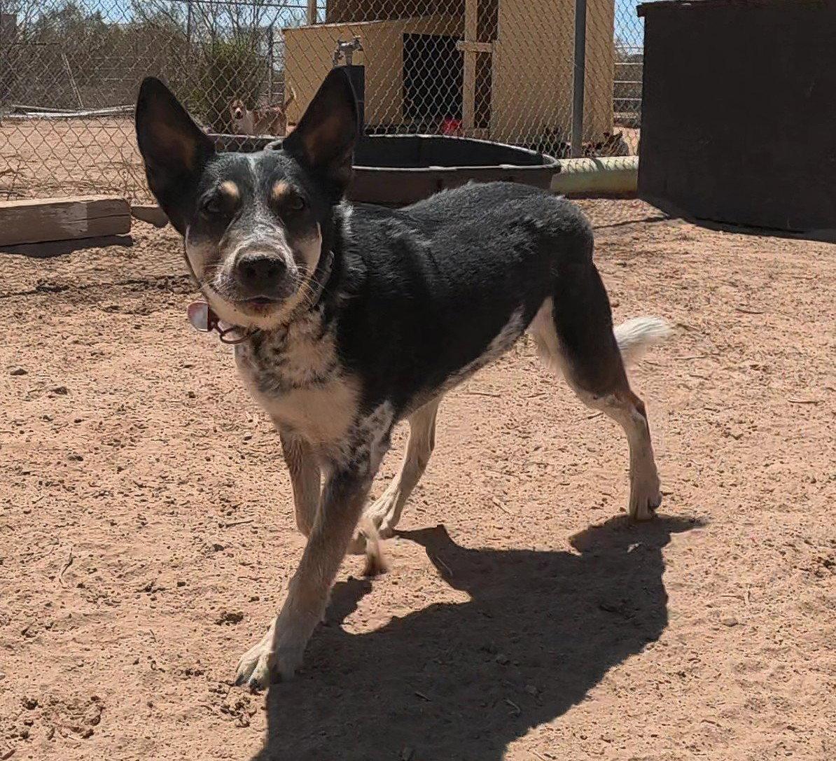 Charlie, a Adoptable Australian Cattle Dog / Blue Heeler in Queen Creek, AZ image 2/3