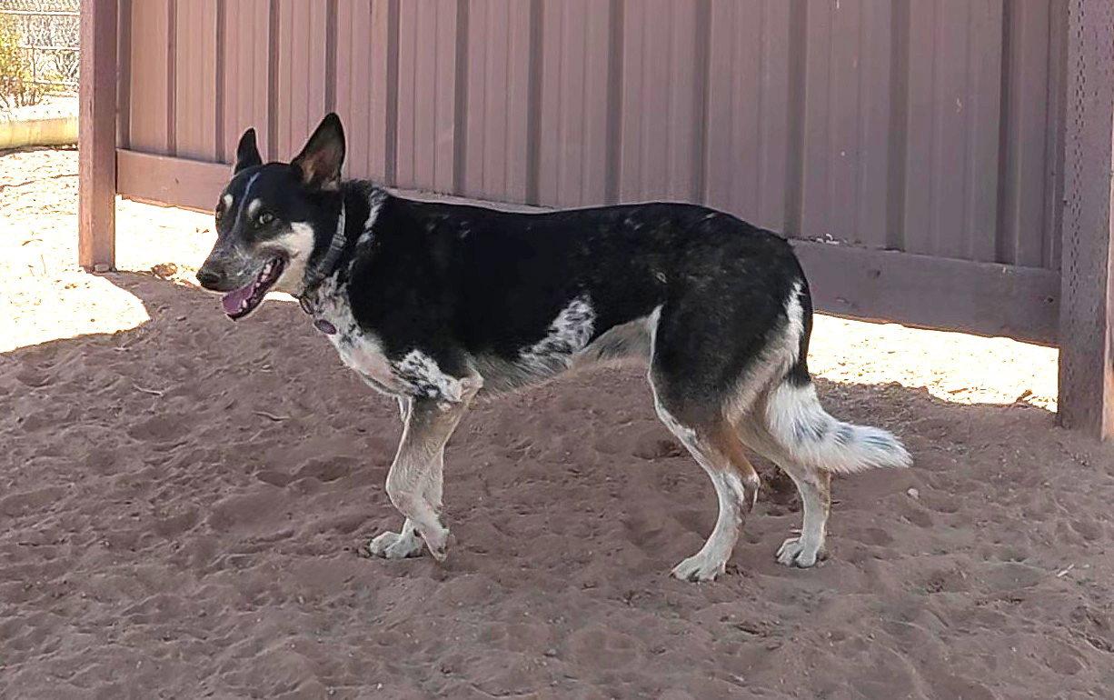 Charlie, a Adoptable Australian Cattle Dog / Blue Heeler in Queen Creek, AZ image 3/3