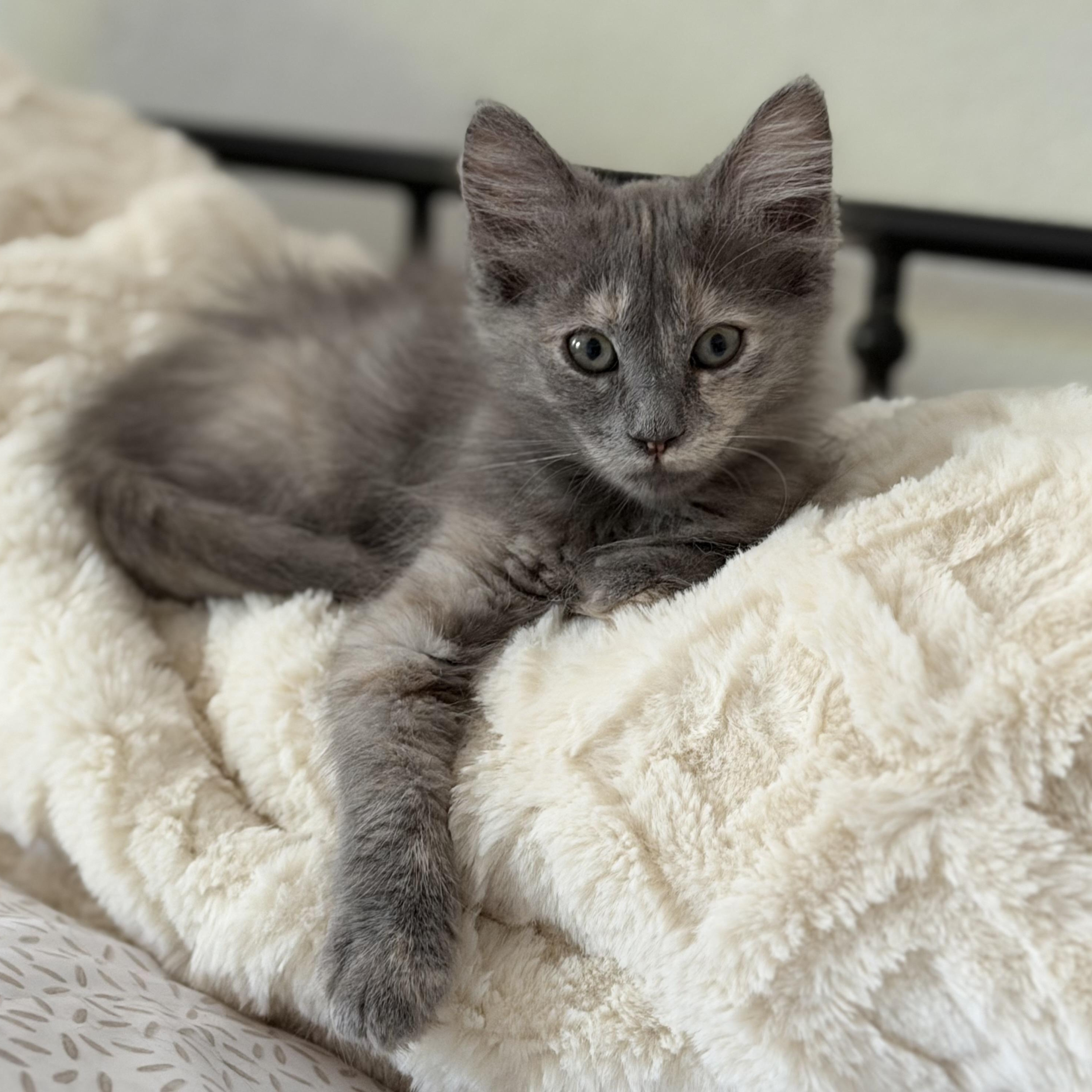 Enlarge Peaches, a ADOPTABLE mixed breed in Fresno, CA image 1/1