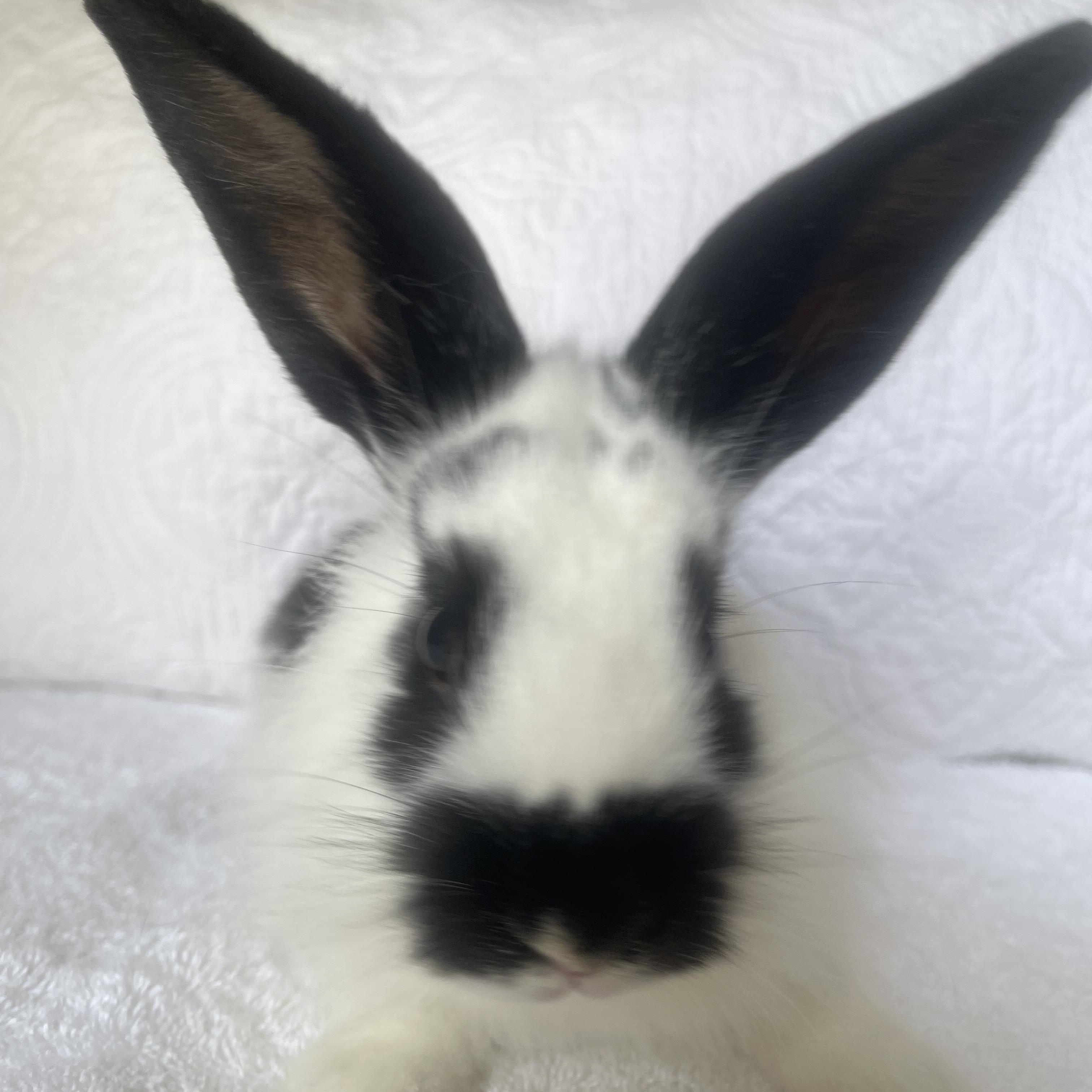 Enlarge Hope  (male), a ADOPTABLE Lionhead in Birmingham, AL image 2/4
