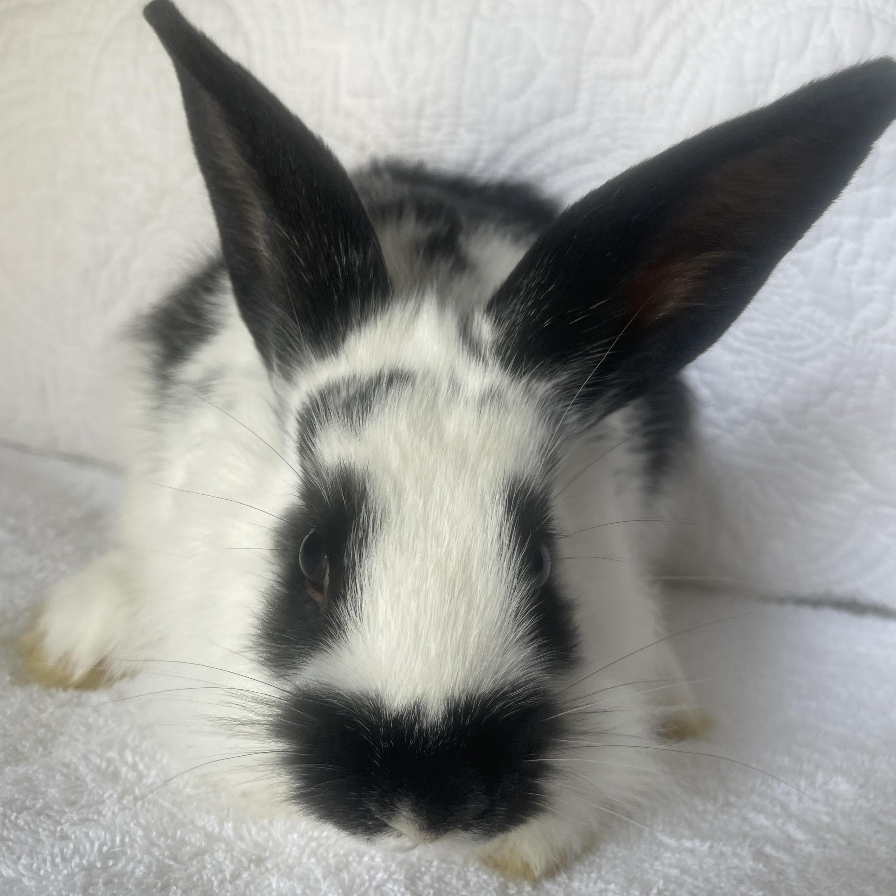 Enlarge Hope  (male), a ADOPTABLE Lionhead in Birmingham, AL image 3/4