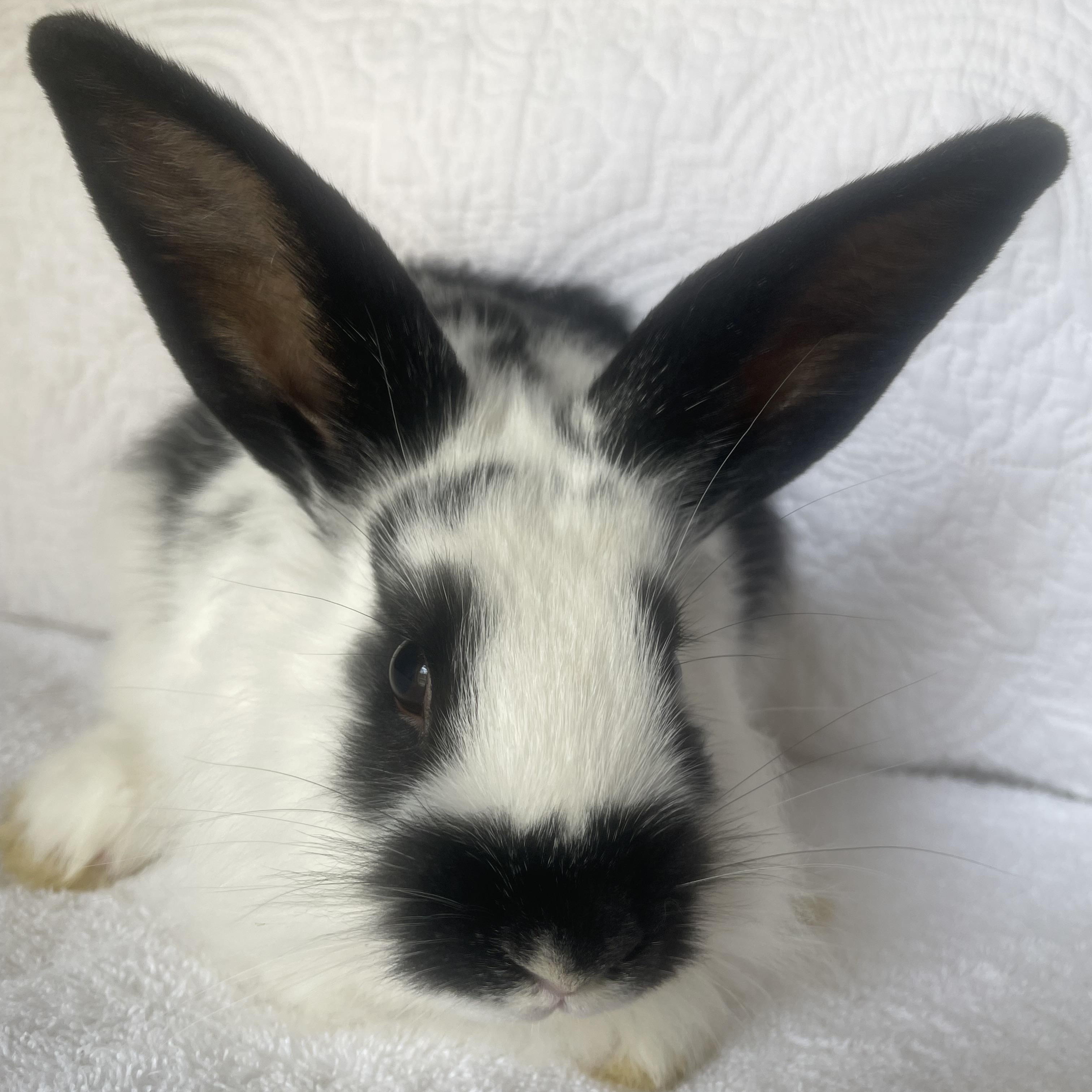 Enlarge Hope  (male), a ADOPTABLE Lionhead in Birmingham, AL image 4/4