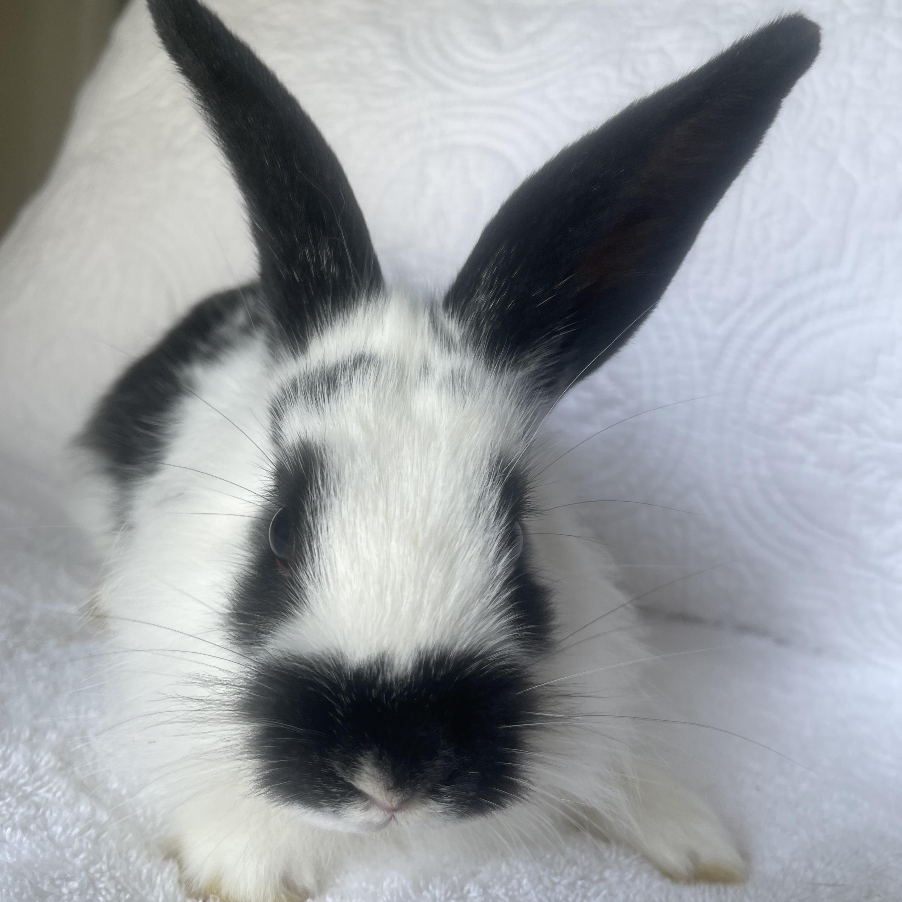 Hope  (male), ADOPTABLE, Young Male Lionhead.