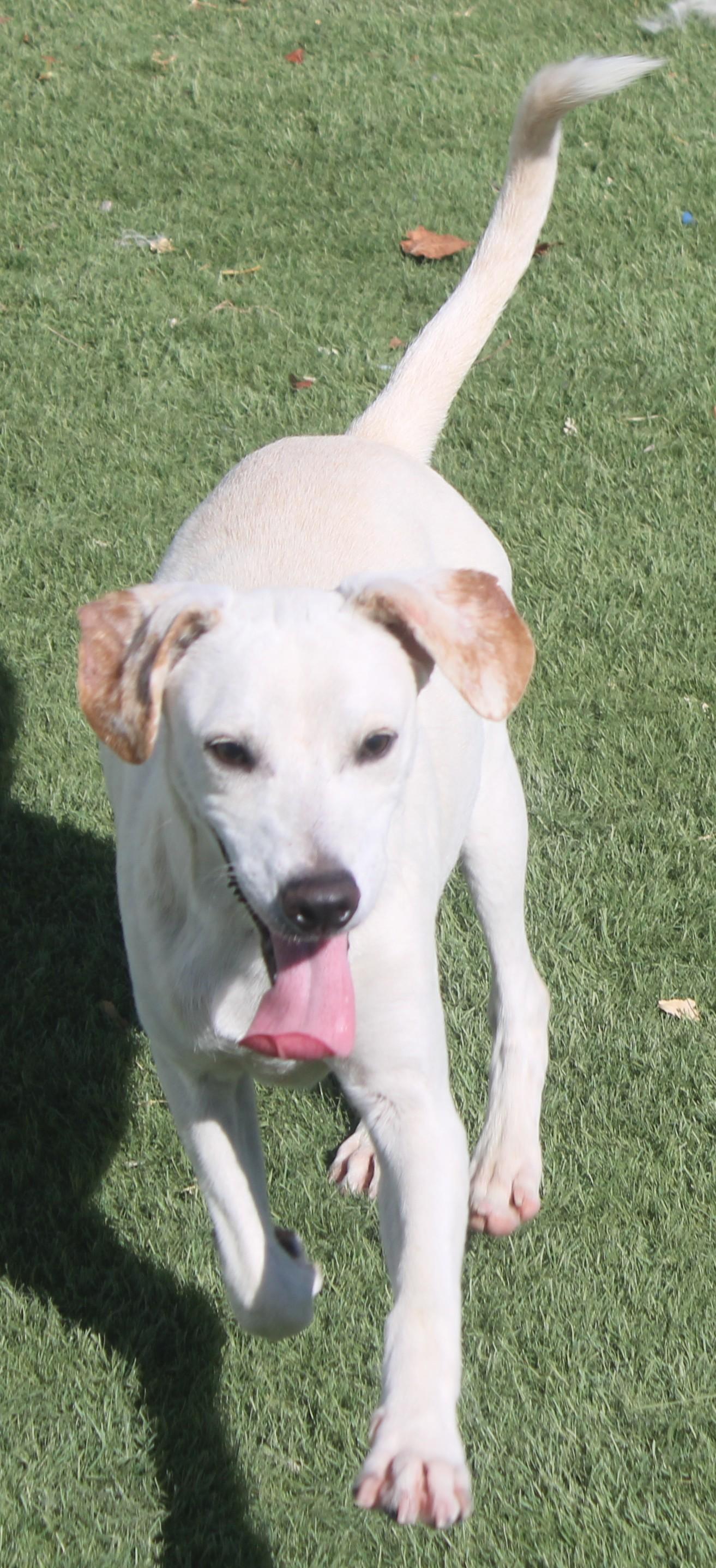 Enlarge Sosa, a Adoptable mixed breed in Wasco, CA image 1/6
