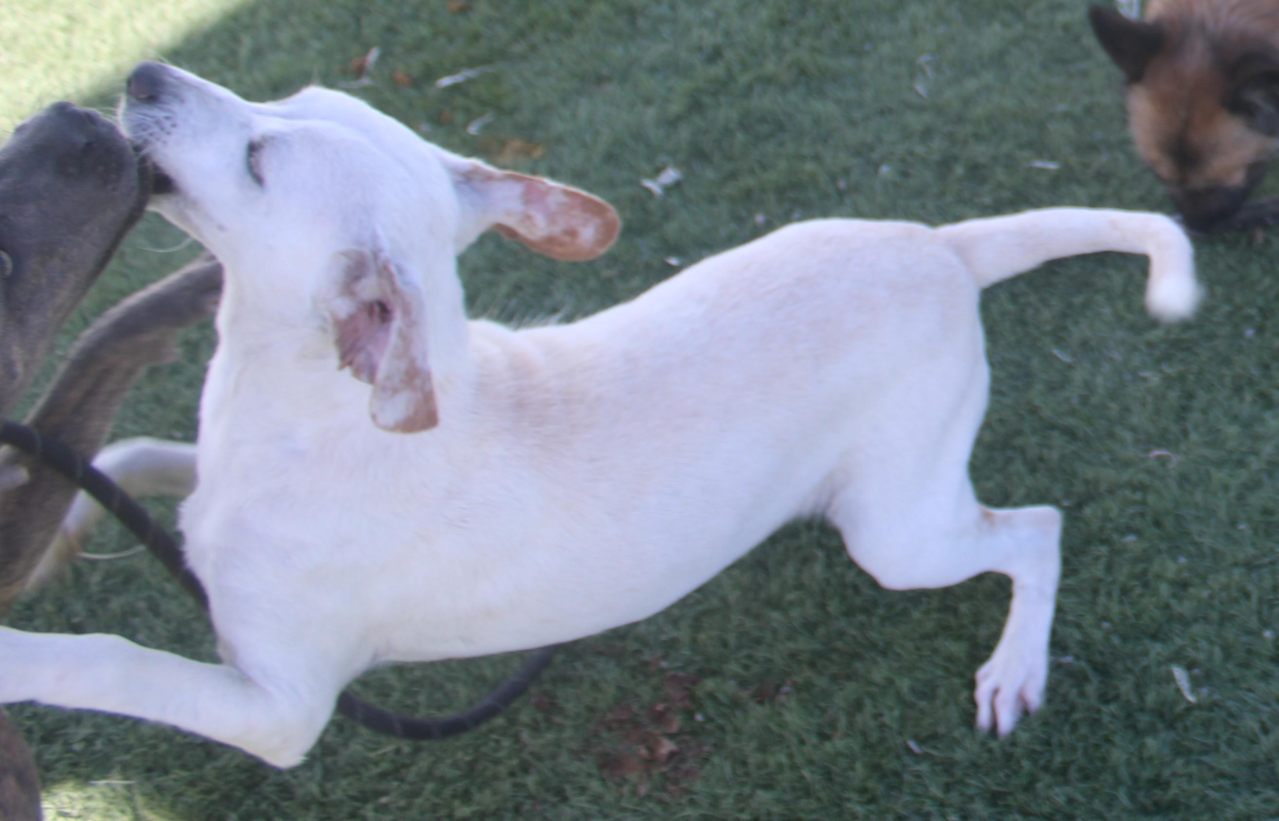Enlarge Sosa, a Adoptable mixed breed in Wasco, CA image 5/6