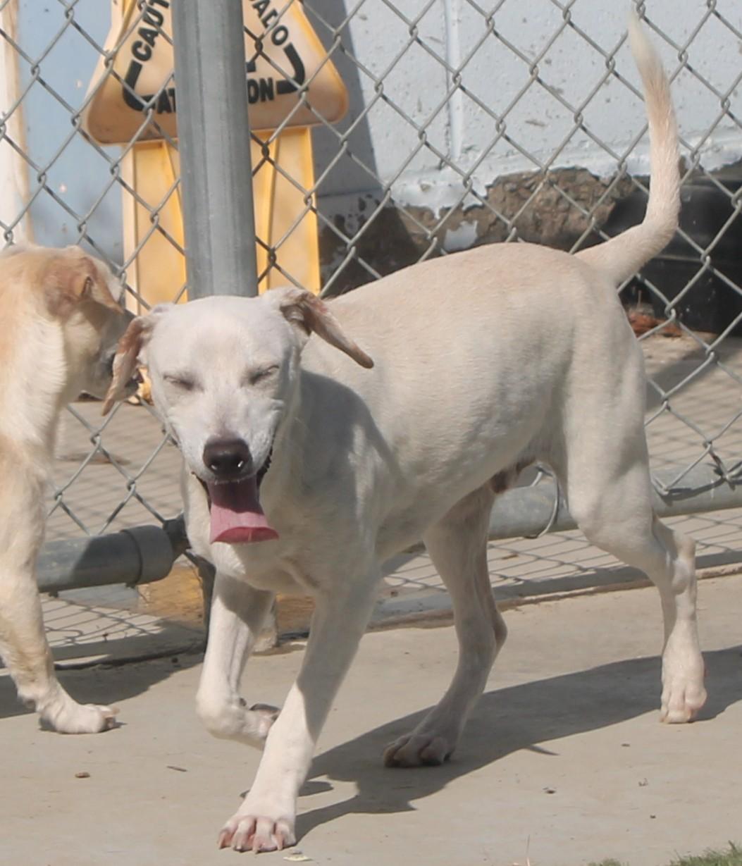Enlarge Sosa, a Adoptable mixed breed in Wasco, CA image 4/6