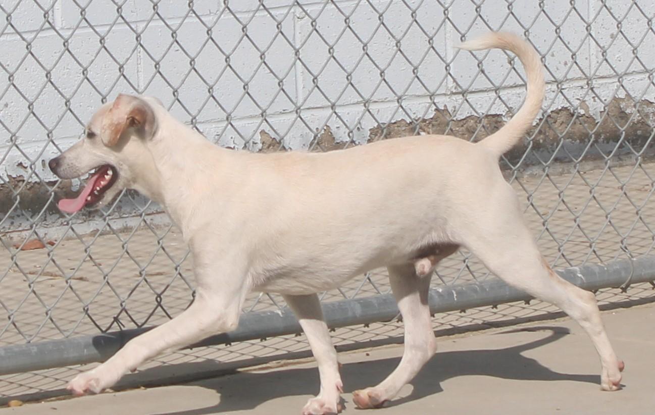Enlarge Sosa, a Adoptable mixed breed in Wasco, CA image 3/6