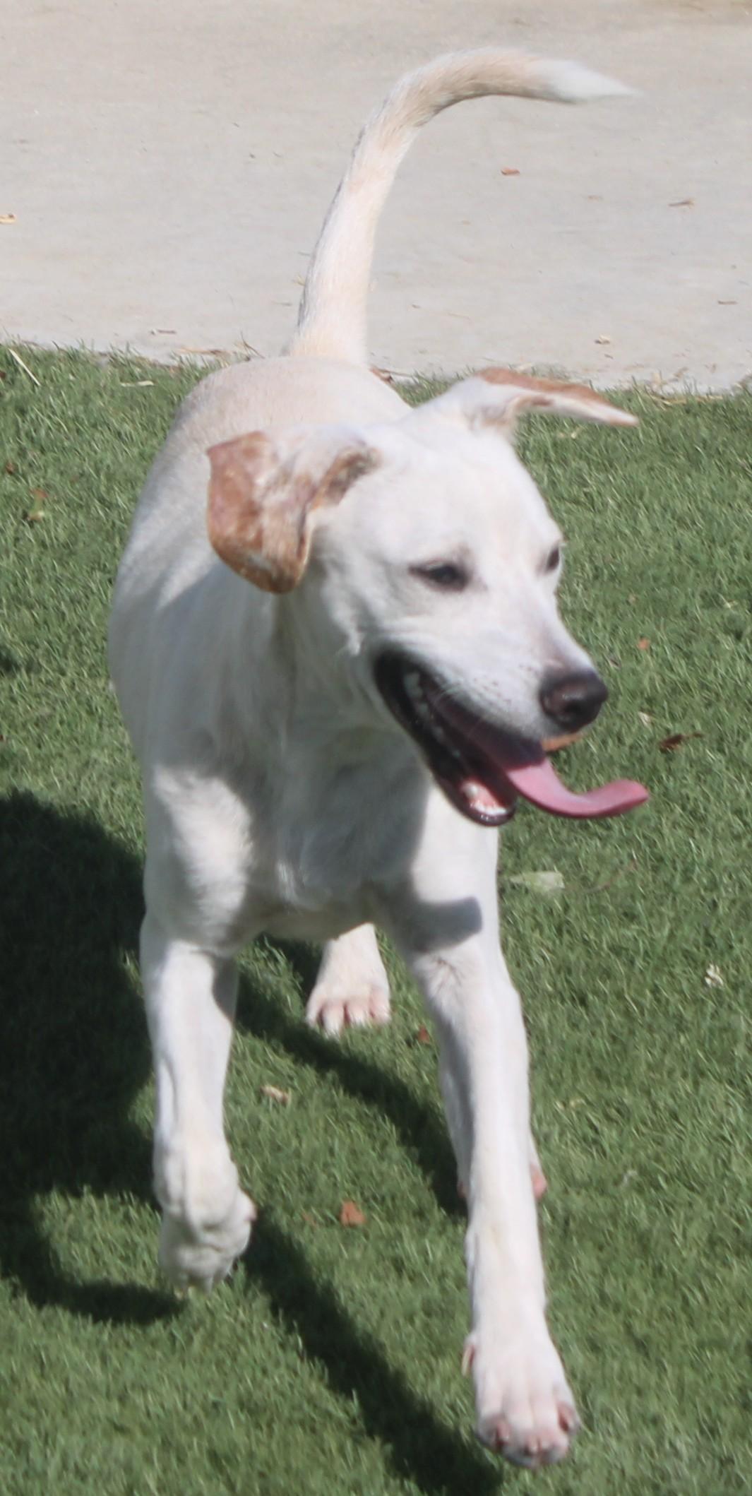 Enlarge Sosa, a Adoptable mixed breed in Wasco, CA image 2/6