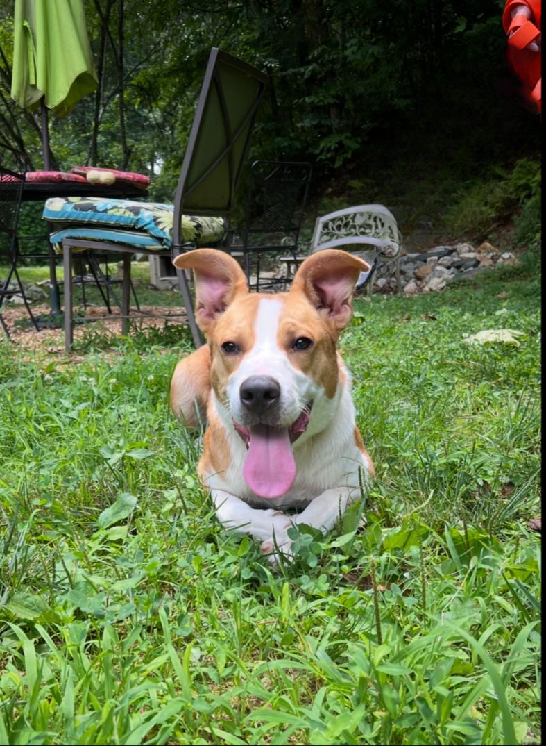 Barbie, Young Female Terrier