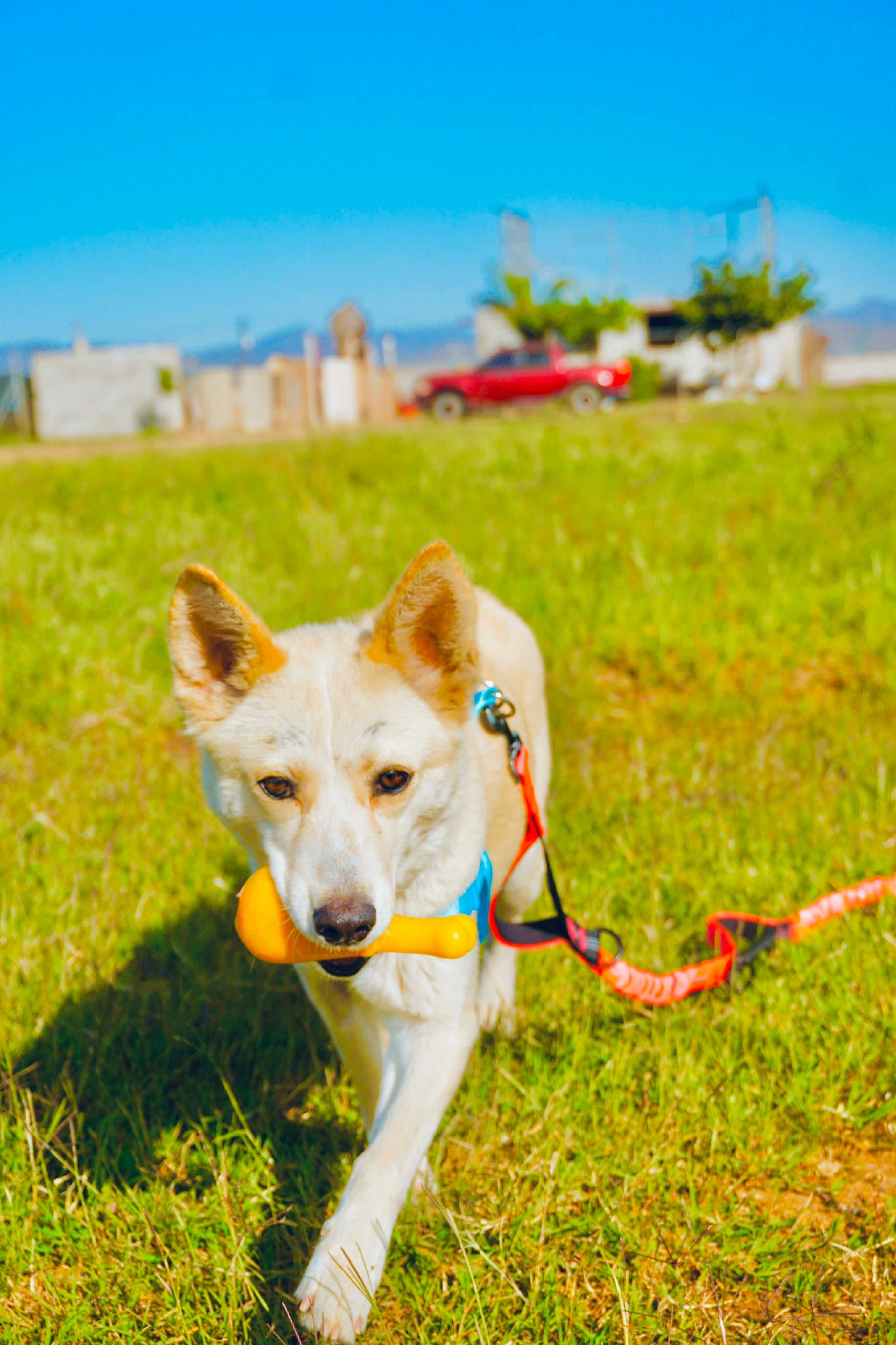 Enlarge White Moka, a ADOPTABLE mixed breed in San Diego, CA image 3/4