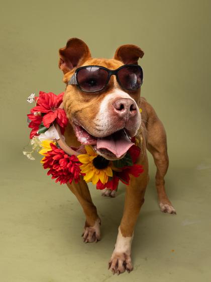 Rufus, Adoptable, Adult Male Pit Bull Terrier & Mixed Breed.