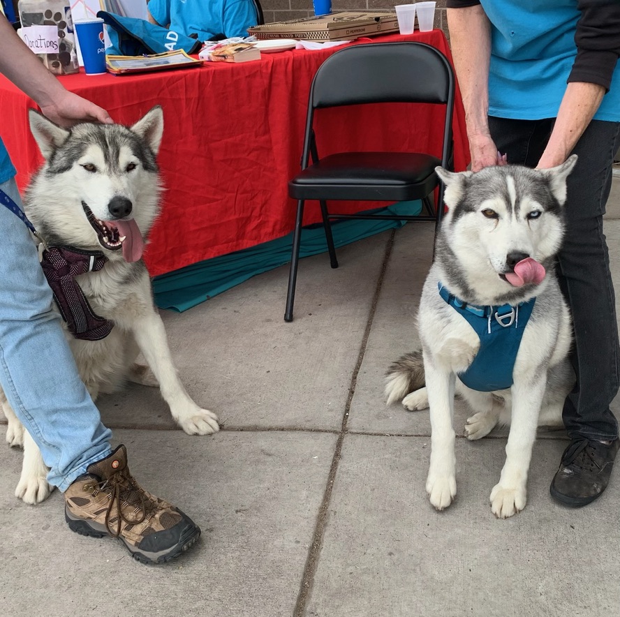 Enlarge Lucy, a Adoptable mixed breed in San Luis, CO image 2/6